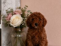Muhteşem Poodle Minikler