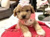 Özel f2 maltipoo bebeklerim