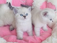 A kalite maviş point british shorthair bebekleirm 