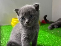 Irk Ve Sağlık Garantili British Shorthair
