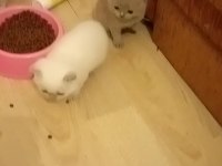 Minik patili dostlarımız sizinle olsun