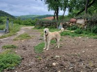 Erkek akbaş takas teklifleri değerlendirilir