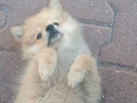 4 aylık pomeranian
