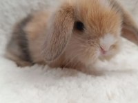Hollanda Lop Bebek Tavşanlar
