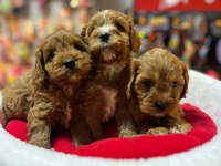 Tüy Dökmeyen Hipoalerjenik Saf Kan Maltipoo Yavrular