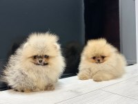 Erkek ve Dişi Pomeranian Yavrular