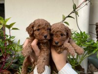 MÜKEMMEL KALİTEDE KIVIR KIVIR TOY POODLE YAVRULAR