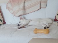 Sahiplendirme köpeğimiz