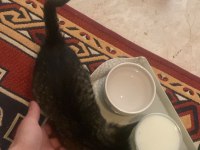 Yavru kedimiz yaklaşık 1 aylık
