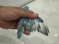 Yeme Yeni Düşen Forpus Yavrular Kalite