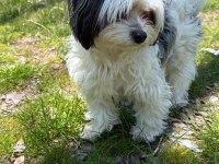 1 Numara Terrier Dişi