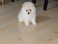 Dünyalar Tatlısı Pomeranian Yuva Arıyor