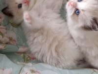 Safkan Ragdoll Bebek Kediler