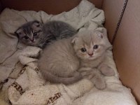 YAVRU BRİTİSH KEDİLERE YUVA