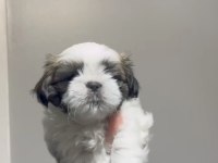 Muhteşem kaliteli shih tzu yavrularımız
