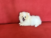 Pomeranian Boo Köpeğimiz