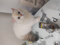 MAMA KARŞILIĞI SCOTTİSH STRAİGHT HİGLAND YAVRULAR