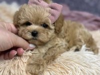 Aşılı ve Sağlıklı Maltipoo Mini Yavrular