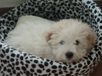 Maltipoo Sahibinden Üç Aylık