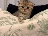 Yavru british shorthair ve scottish shorthair kedilerimiz