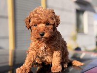 Birbirinden güzel Toy Poodle yavrular