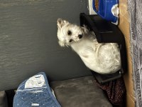 Maltese Terrier 4,5 Aylık