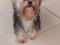 Mükemmel baby face yorkshire terrier erkek