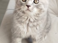 Scottish Fold Erkek
