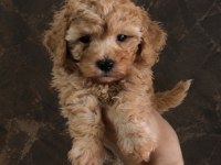 Uygun vasıflı safkan poodle