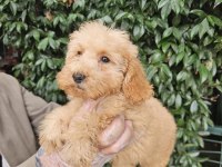 IRK VE SAĞLIK GARANTİ POODLE YAVRULARIMIZ
