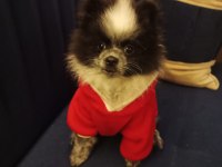 POMERANİAN BOO YEDİ AYLIK DİŞİ KARNESİ VAR