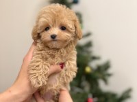 LOKUM BEBEK MALTİPOO