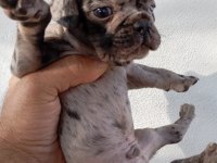 MERAKLISINA FRENCH BULLDOG KÖPEĞİMİZ