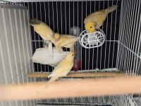 Kaliteli Alman Tepeli Yavru Kuşlar