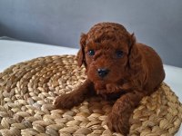 TOY POODLE YAVRULARIMIZ