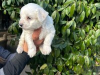 Maltese terrier