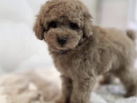 Toy Poodle Cinsi Yavru