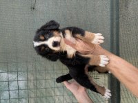 Bernese cinsi yavrularımız