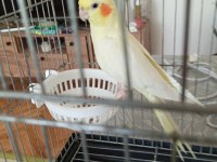 Sultan papağanı 6 aylık lutino erkek evcil