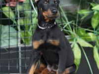 Kalite Doberman Yavrular