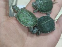 Bebek kırmızı yanak Su kaplumbağaları