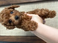 EV ORTAMINDA BÜYÜYEN SAFKAN TEACUP POODLE YAVRULAR