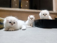 Safkan British Blue Point Yavru Kediler