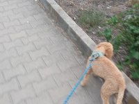 Tooy poodle erkek goffy