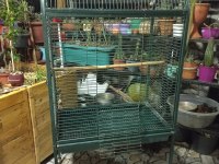 MACAW KAKADU SULTAN PAPAĞANI KAFES