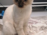 Acil yuva arıyorum scottish fold kedilerime