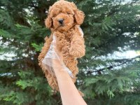 Tuvalet Eğitimine Uygun Akıllı Poodle Yavrular