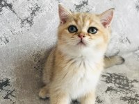 Dünyaca Ünlü Şecere Sahibi British Shorthair Yavrularımız