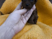 Kore kan red brown toy poodle dişi erkek yavrular