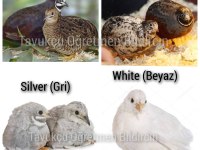Kuluçkalık Bıldırcın Yumurtası (7 Çeşit)